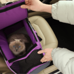 Nathalia Belletato Revista Sexy