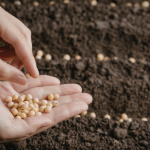 João Eustáquio De Almeida Junior explica como a evolução e a seleção de sementes foram decisivas para aumentar a produtividade e a eficiência na agricultura.