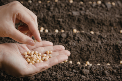 João Eustáquio De Almeida Junior explica como a evolução e a seleção de sementes foram decisivas para aumentar a produtividade e a eficiência na agricultura.