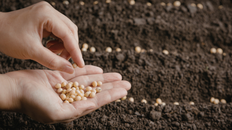 João Eustáquio De Almeida Junior explica como a evolução e a seleção de sementes foram decisivas para aumentar a produtividade e a eficiência na agricultura.